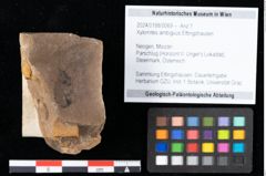 Foto (Objekt + Etikett) von Xylomites ambiguus Ettingshausen (NHMW-GEO-2024-0188-0069)